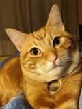 ginger_1.jpg