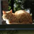 ginger_2.jpg