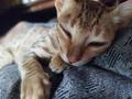 kitten_1.jpg
