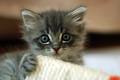 kitten_3.jpg