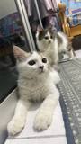 kitten_4.jpg