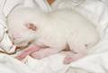 kitten_5.jpg