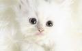 kitten_6.jpg