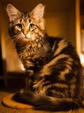 tabby_2.jpg