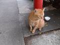 tabby_3.jpg