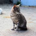 tabby_4.jpg