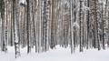 winter_1.jpg