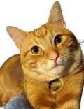 рыжий кот 1