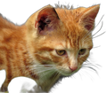 рыжий кот 3