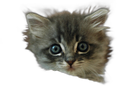 котёнок